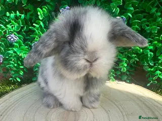 Mini Lop rabbits for sale: Stunning purebred mini lops - Advert 3