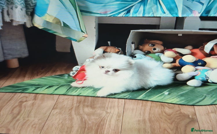 Pomeranian dogs - Advert 1