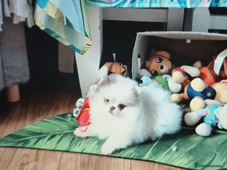 Pomeranian dogs - Advert 19