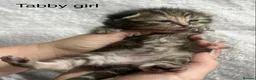 American Shorthair cats for sale: Mixed litter  - Advert 7