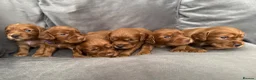 Cocker Spaniel dogs for sale: 💙 Boy Red KC Working Cocker Spaniel 💙 - Advert 29