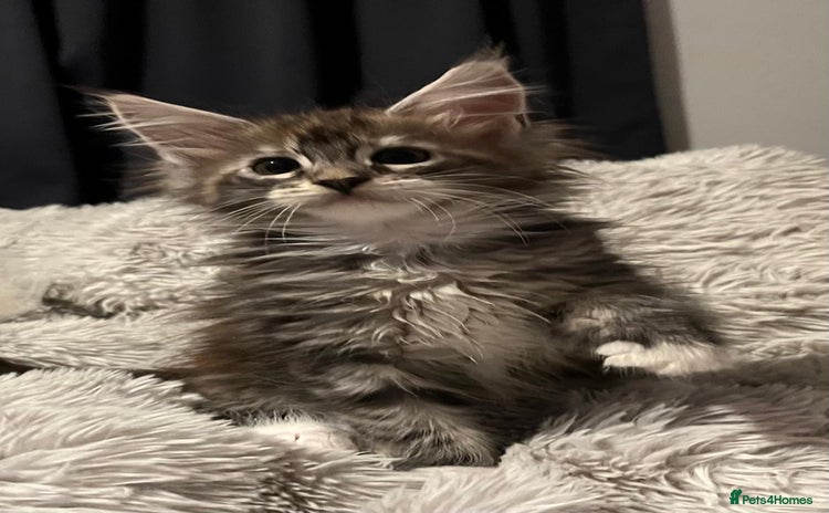 Maine Coon cats - Advert 8