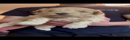 Maltipoo dogs for sale: Maltijack/toy poodle  - Advert 4