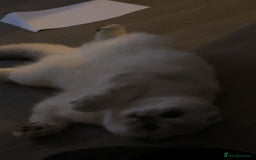 Scottish Fold cats for sale: Scottish Straight  - Image 14