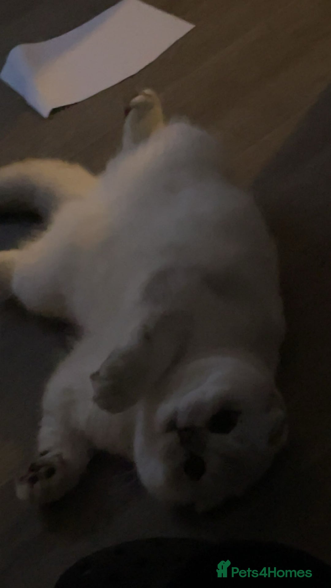 Scottish Fold cats for sale: Scottish Straight  - Image 14