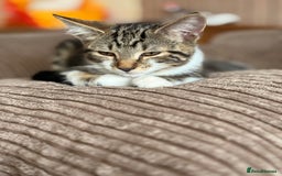 Mixed Breed cats for sale: Beautiful mixed breed kittens  - Image 2