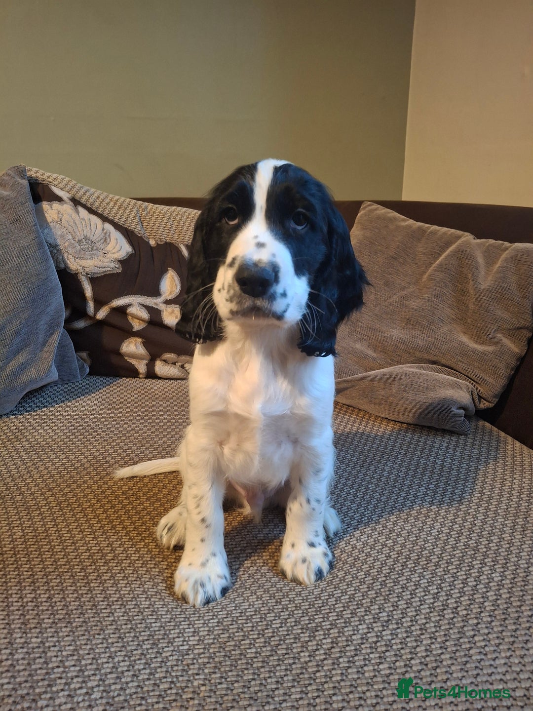 Cocker Spaniel dogs for sale: Our last pup - Ready now - KC Reg cocker spaniel! - Advert 35
