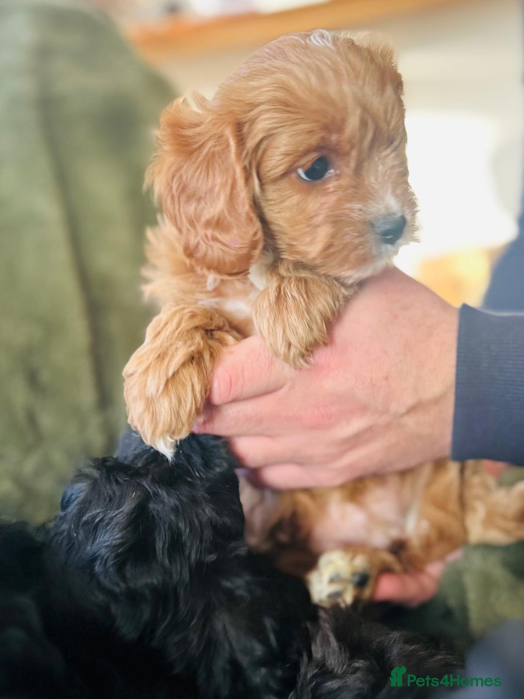 Cavapoo dogs for sale: Stunning cavapoos - Advert 9