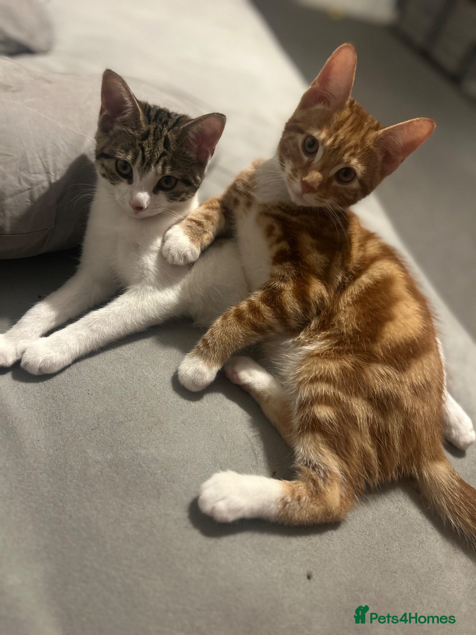 Mixed Breed cats Beautiful Bengal × Domestic shorthair Kittens 🐾 - Advert 2