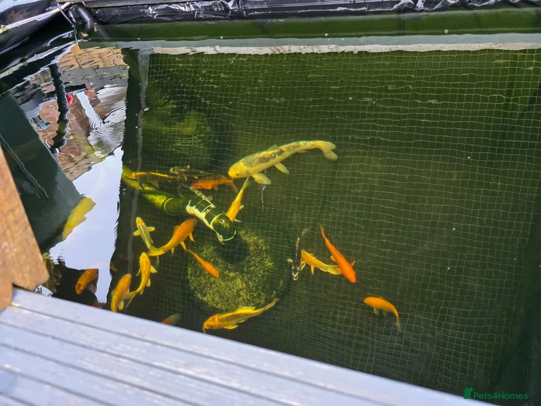 Koi Carp fish for sale: Koi carp  in Fareham - Advert 2