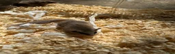 Mouse rodents for sale: Fancy Mice & African Pygmy Doormice Available  - Advert 11