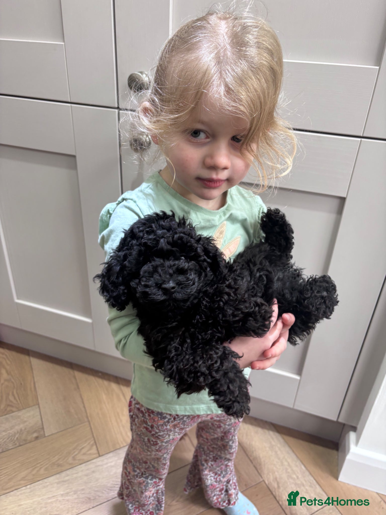 Toy Poodle dogs Toy poodle puppies  - Advert 2