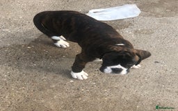 Boxer dogs for sale: Brindle/white boxer girl  - Image 9