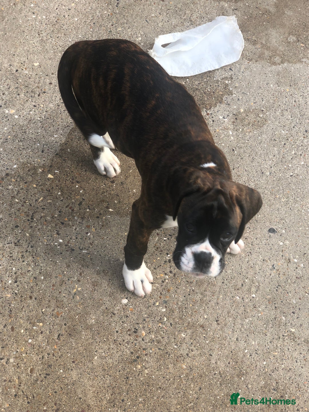 Boxer dogs for sale: Brindle/white boxer girl  - Image 9