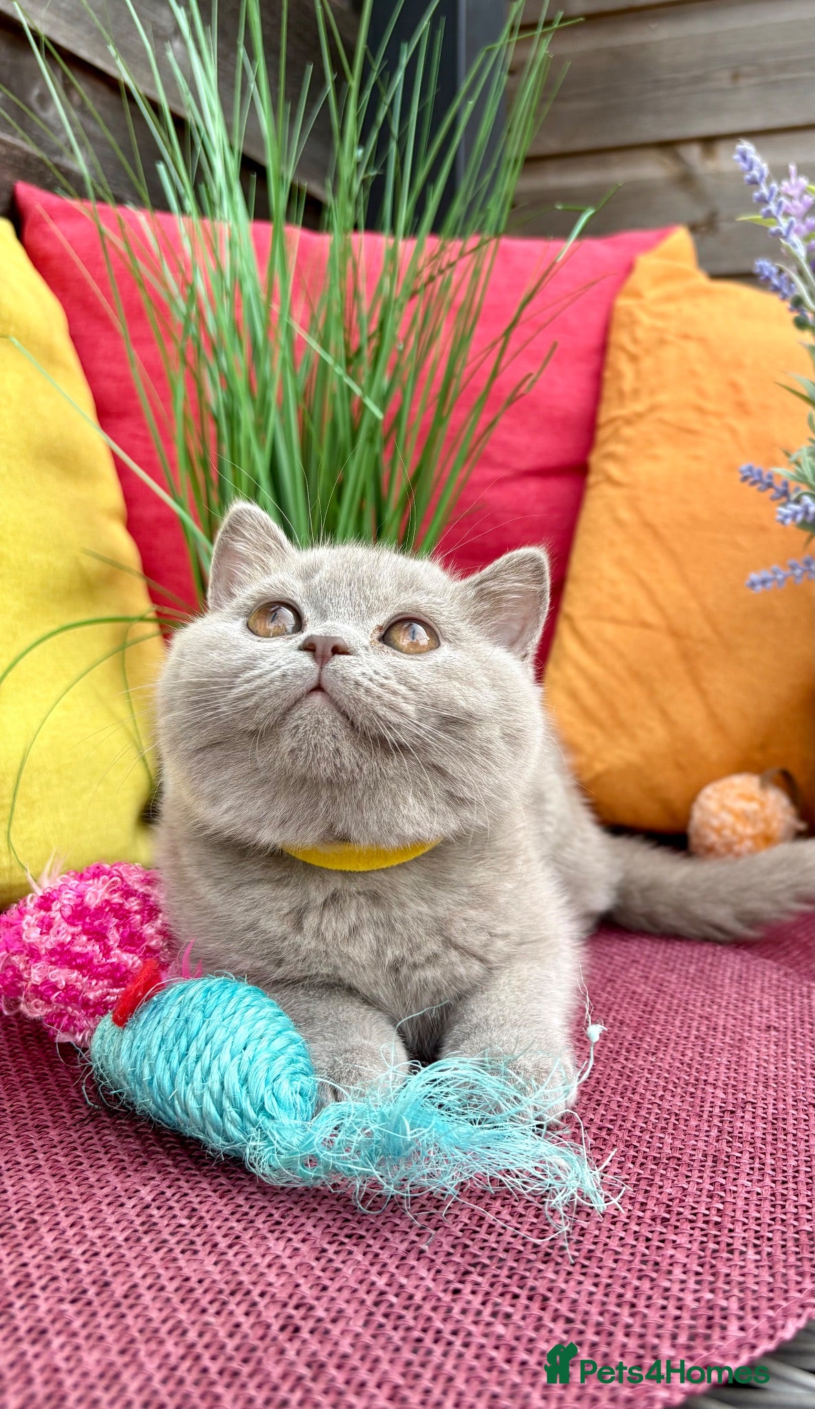 British Shorthair cats British Shorthair Kittens(ready from 8th August) - Advert 4