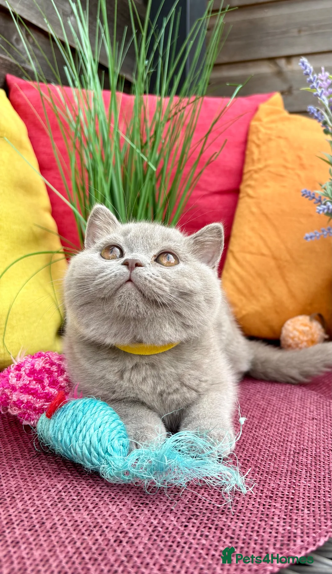 British Shorthair cats for sale: British Shorthairs**READY NOW** - Advert 1