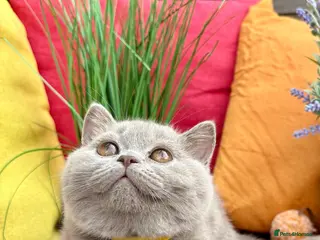 British Shorthair cats British Shorthair Kittens(ready from 8th August) - Advert 4