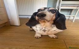 Basset Hound dogs for sale: Female Basset Hound for rehome - Image 4