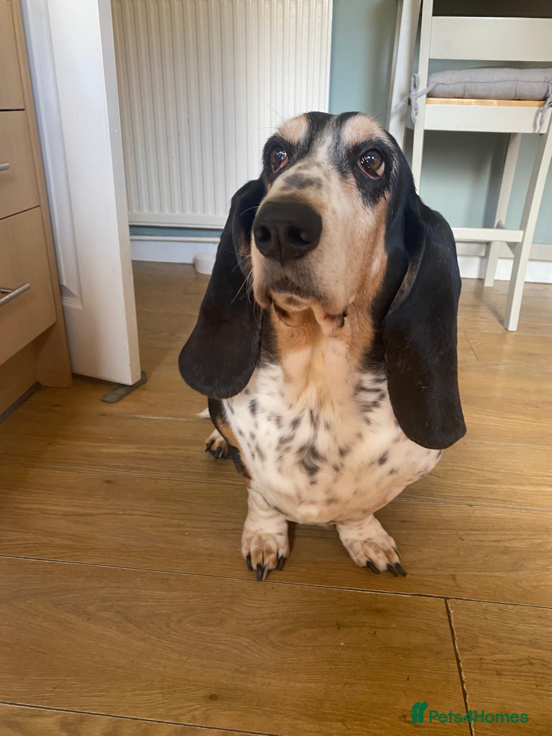 Basset Hound dogs for sale: Female Basset Hound for rehome - Image 4