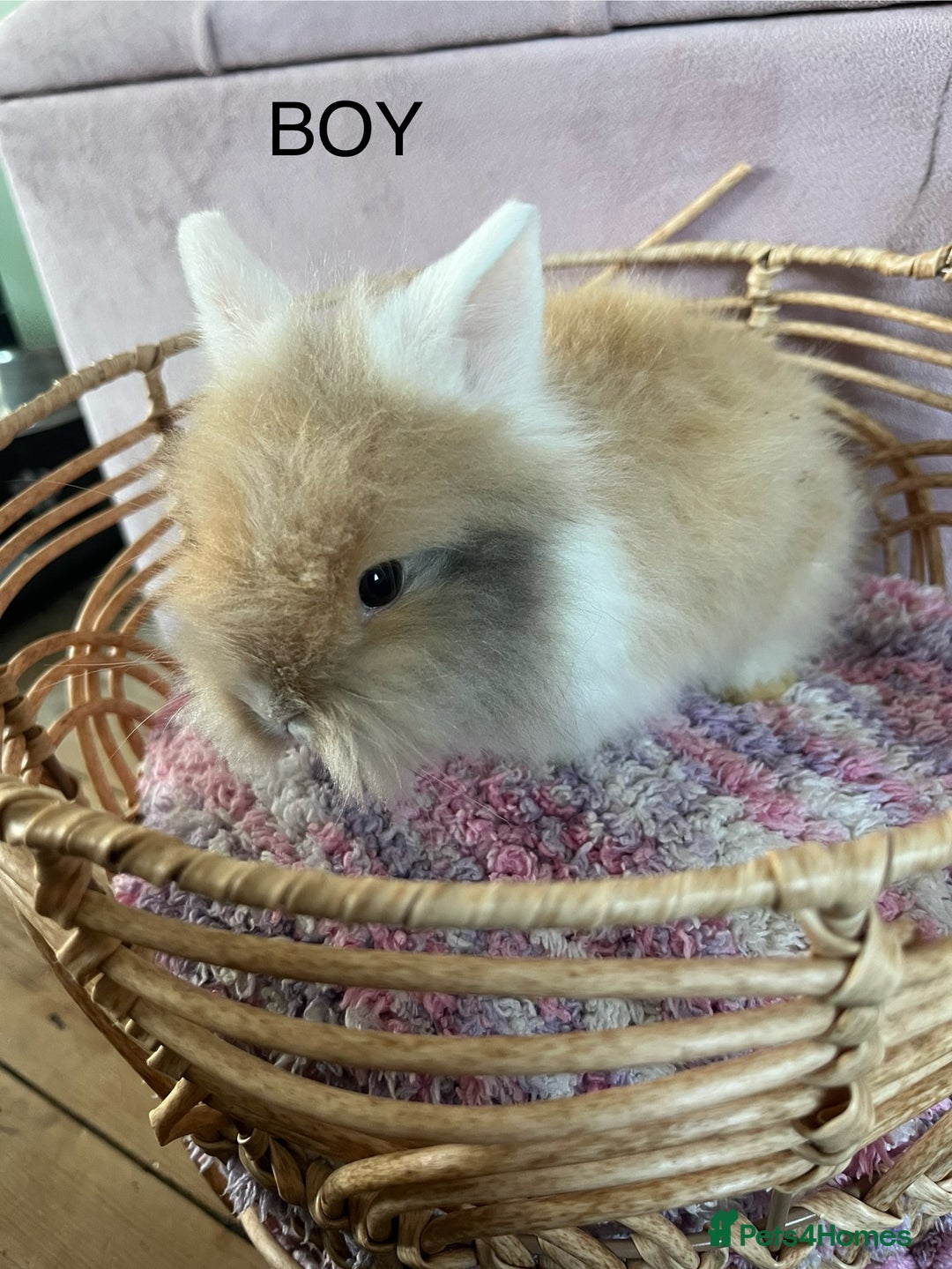 Lionhead rabbits for sale: 2 BOY LIONHEAD RABBITS READY NOW - Advert 10