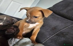 Mixed Breed dogs for sale: Accidental litter - Image 2