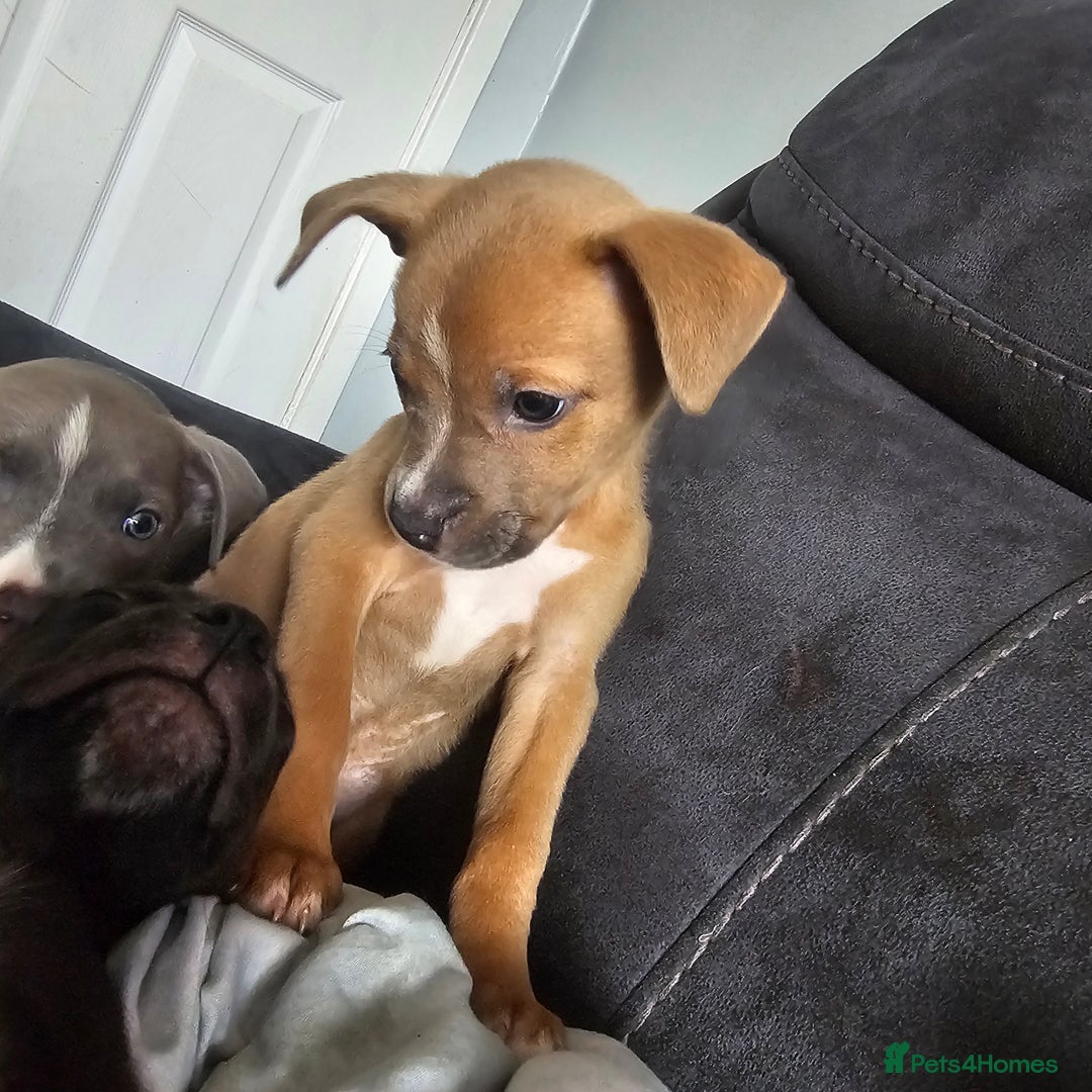 Mixed Breed dogs for sale: Accidental litter - Image 2