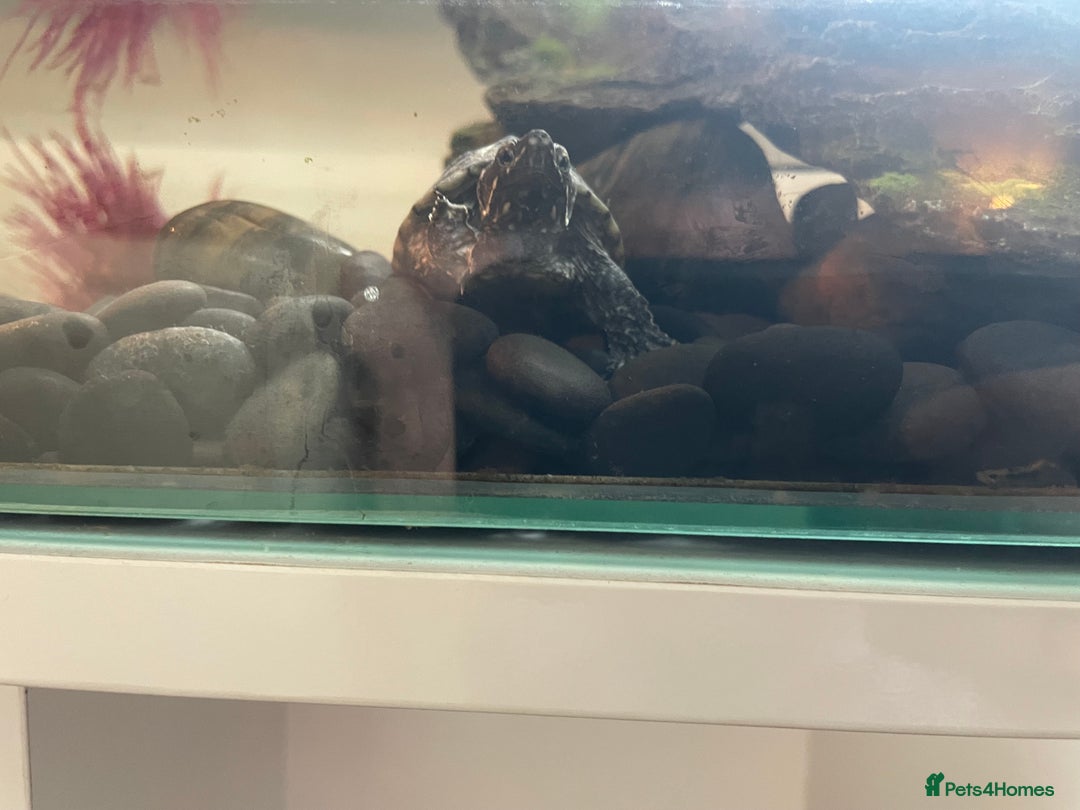 Terrapin reptiles for sale: Two terrapins and tank set up  - Image 2