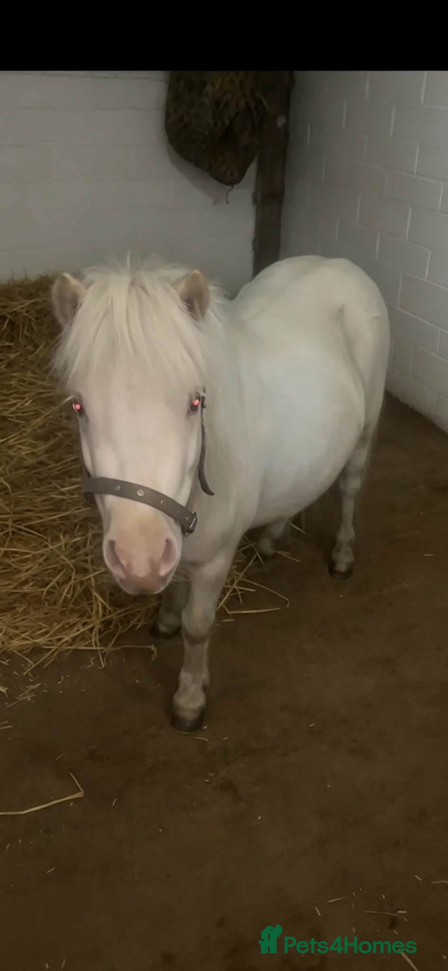 Shetland pony horses Shetland filly - Advert 7