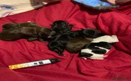 Shih Tzu dogs for sale: Shitzu  - Image 2