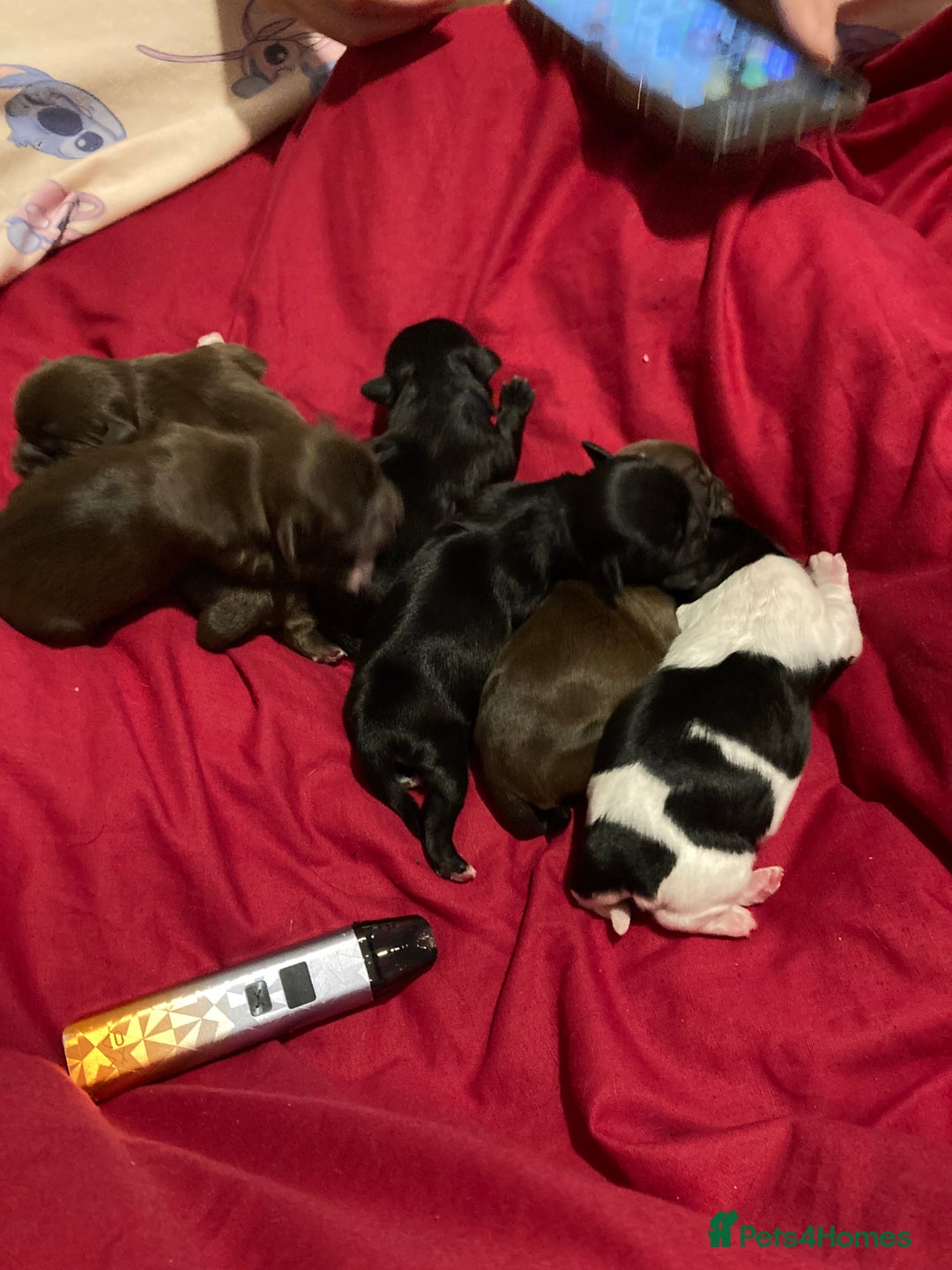 Shih Tzu dogs for sale: Shitzu  - Image 2