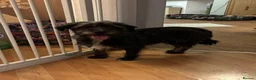 Mixed Breed dogs for adoption: Meet Bibi, currently residing in Surrey in Horley - Advert 5