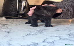 Mixed Breed cats for sale: Beautiful Kittens for sale  - Image 8