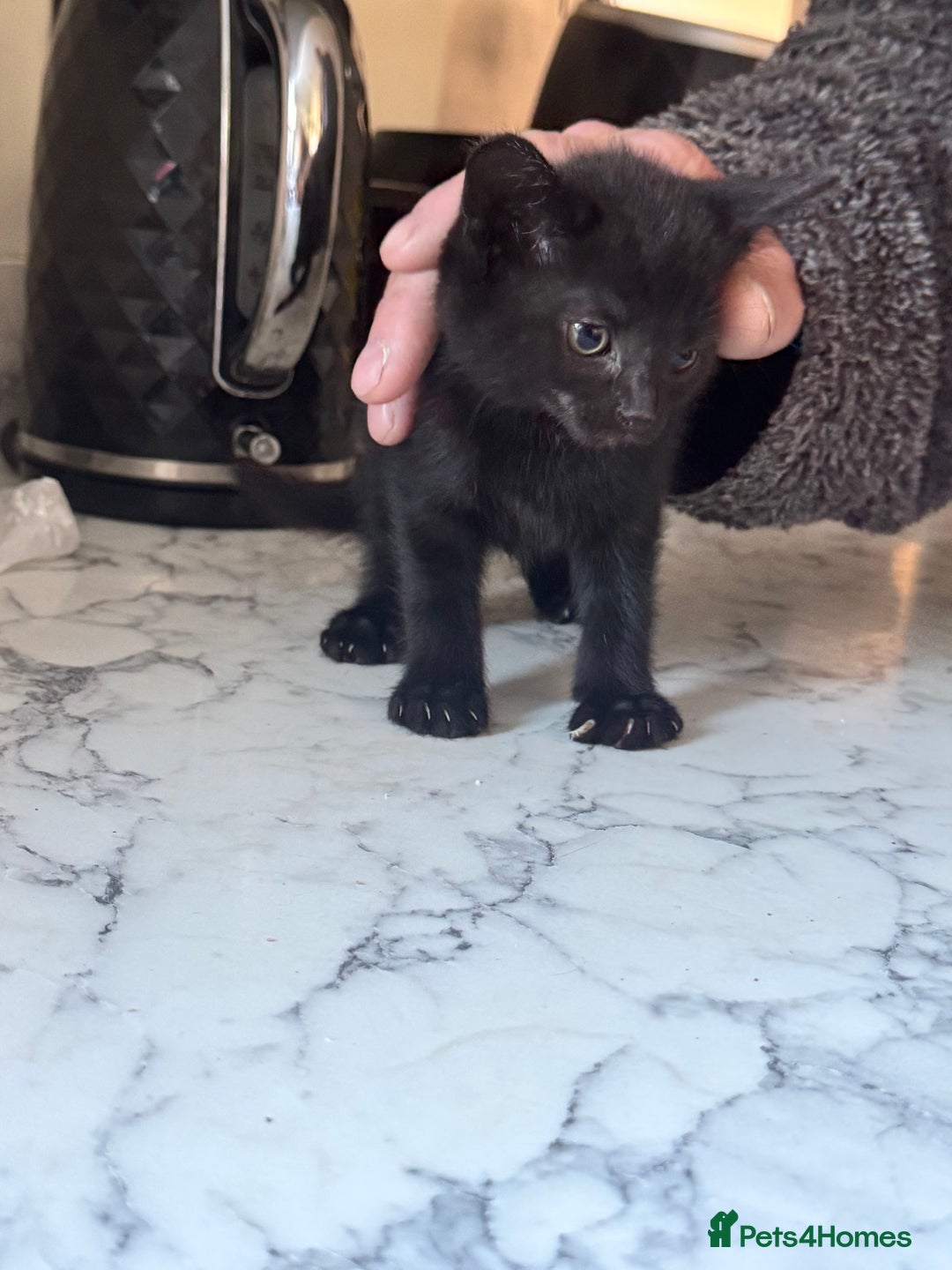 Mixed Breed cats for sale: Beautiful Kittens for sale  - Image 8