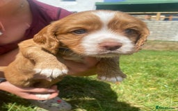 Cocker Spaniel dogs for sale: Golden & Red Working Cocker Spaniel Puppies - Image 28