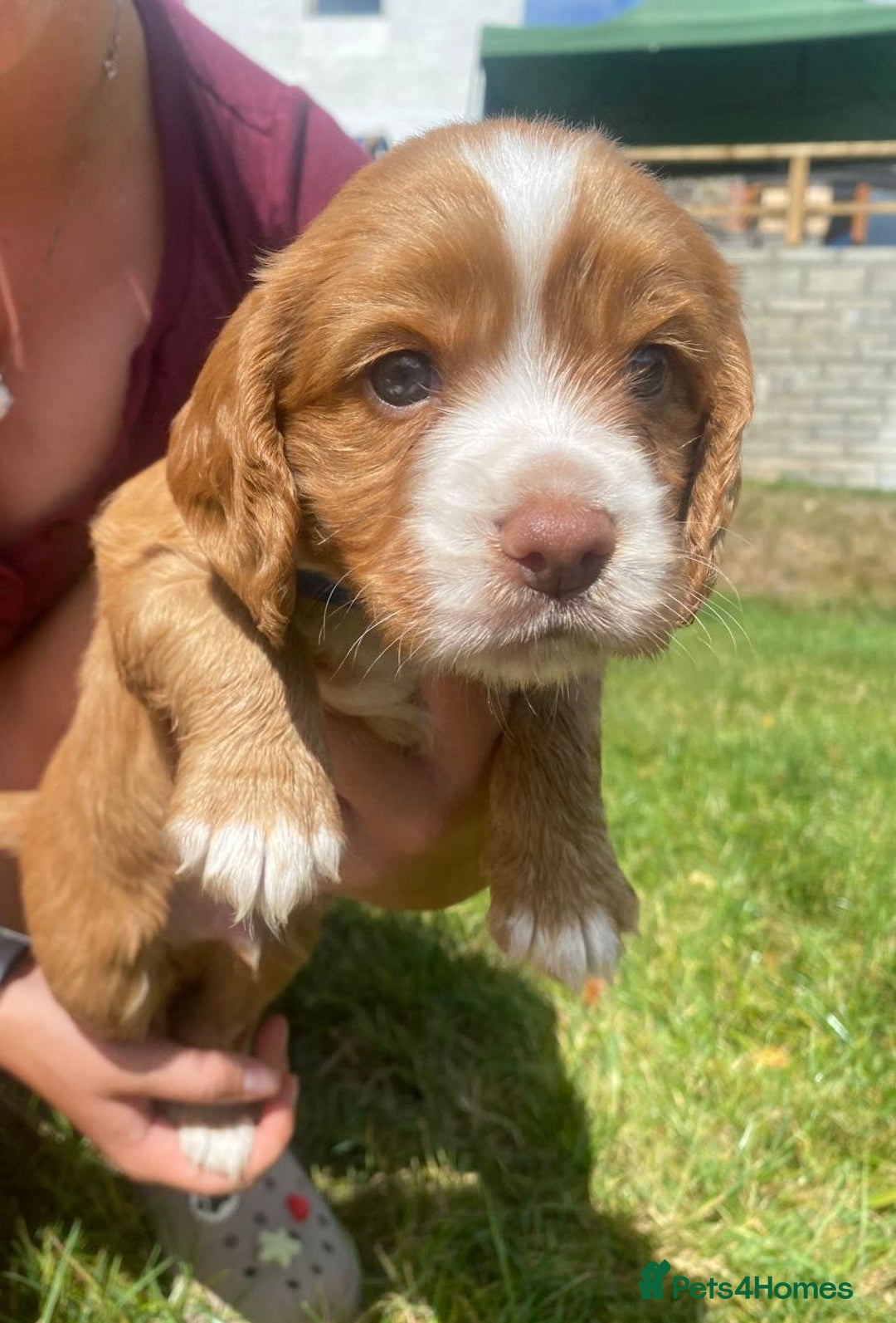 Cocker Spaniel dogs for sale: Golden & Red Working Cocker Spaniel Puppies - Image 28