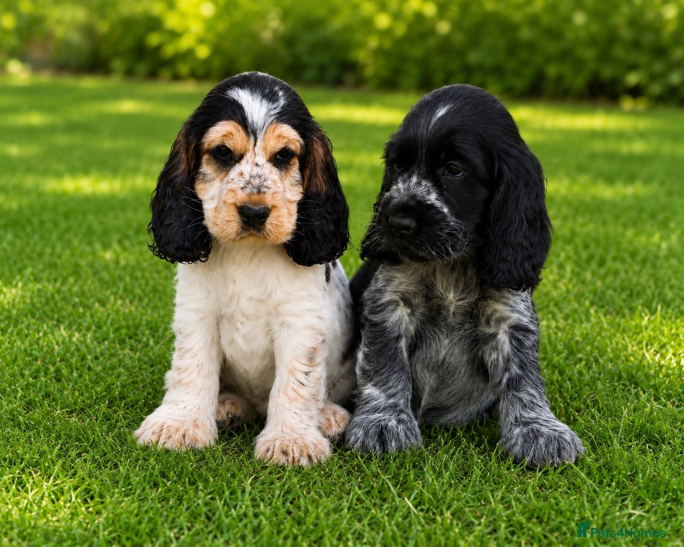 Cocker Spaniel dogs ⭐️READY Outstanding KC Show cocker spaniel puppies - Advert 1