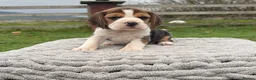 Beagle dogs for sale: 4 outstanding beagle pups  - Advert 8