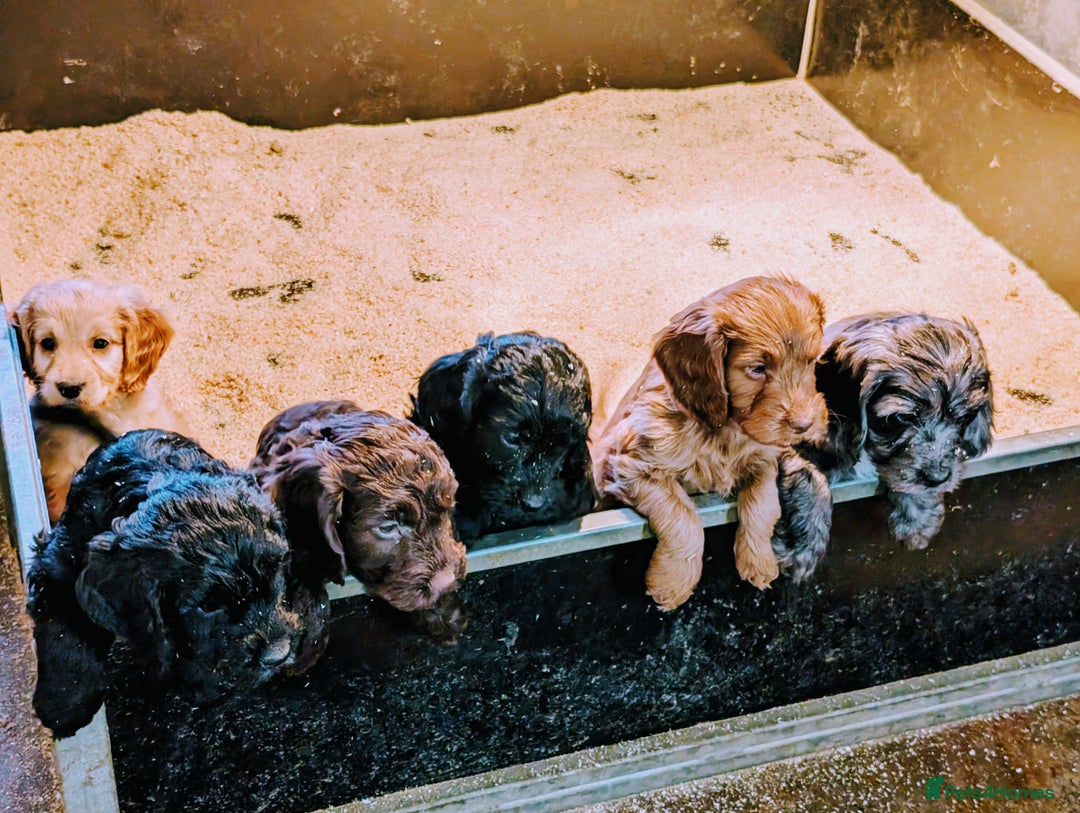 Cockapoo dogs for sale: Gorgeous Cockapoo Puppies For Sale  - Advert 5