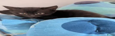 British Shorthair 2