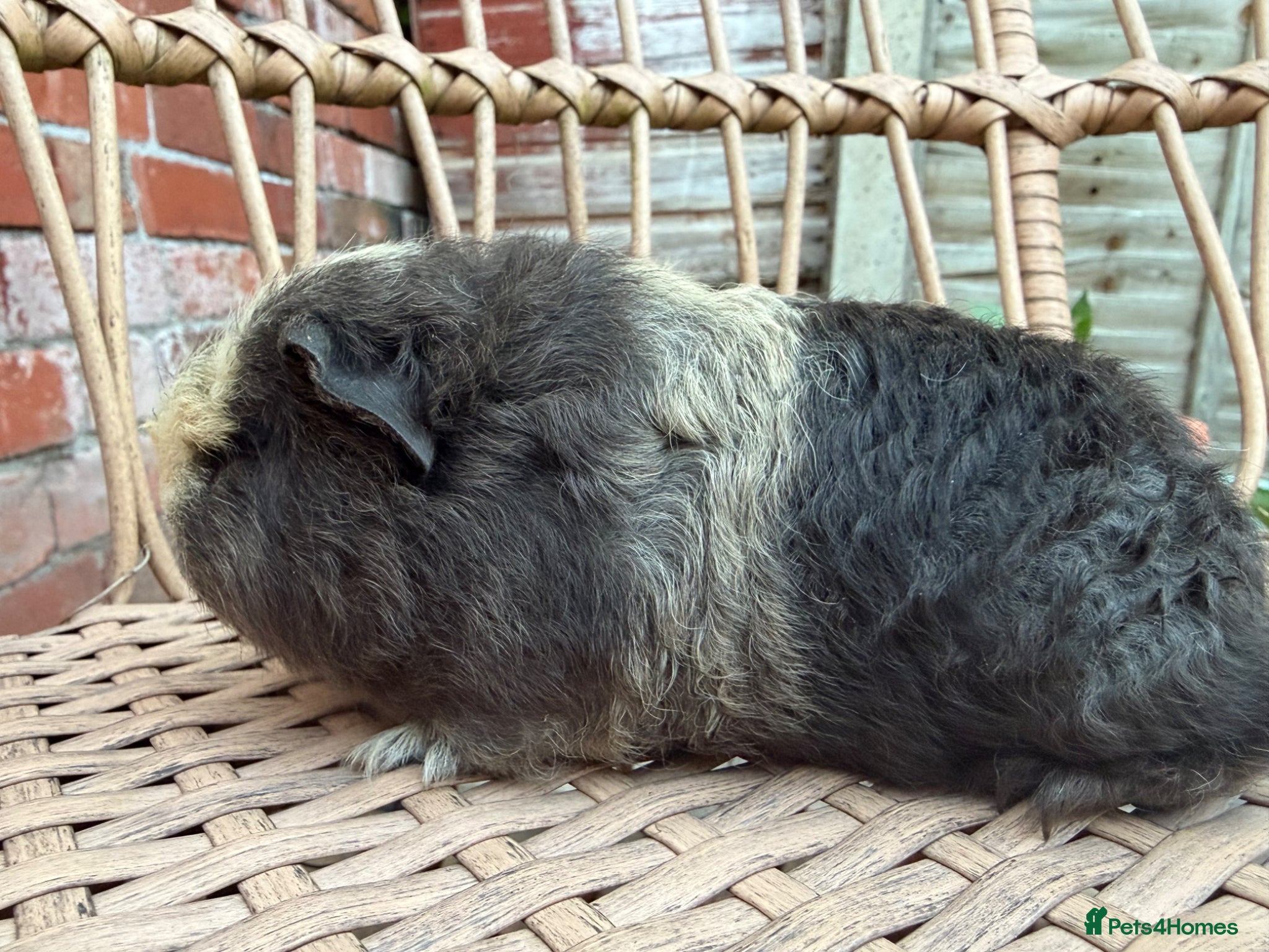 Guinea Pig rodents Swiss baby guinea pigs  - Advert 2