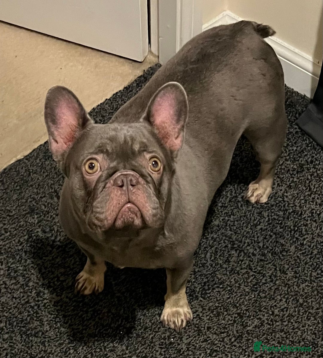 French Bulldog dogs for sale: Beautiful female frenchie  - Advert 4