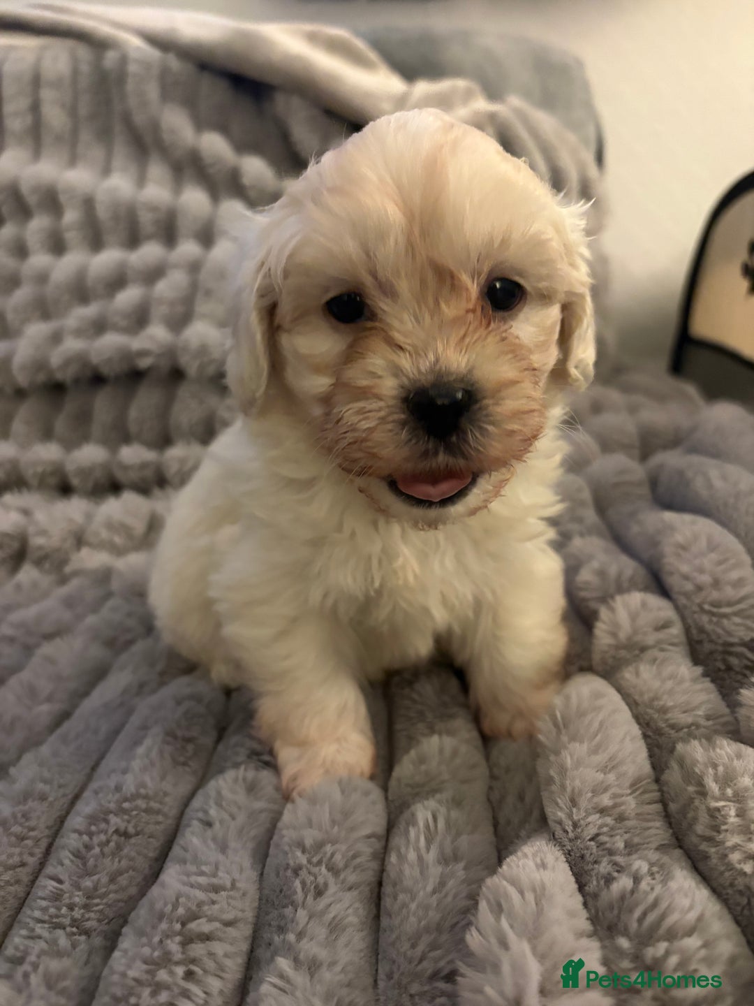 Shihpoo dogs for sale: Shihpoos for sale   - Advert 26