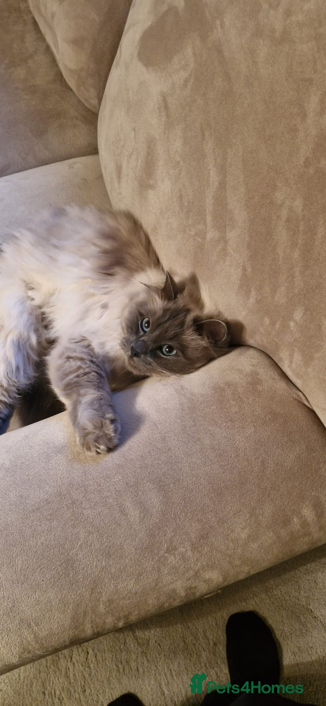 Ragdoll cats for sale: Ragdoll female (Snowy) - Advert 2