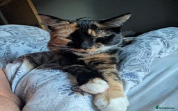 Mixed Breed cats for sale: 1yr old Female Cat  - Image 1