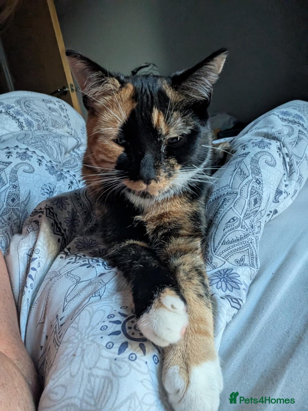 Mixed Breed cats for sale: 1yr old Female Cat  - Image 1