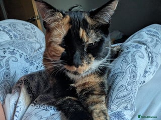 Mixed Breed cats - Advert 2