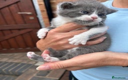 Mixed Breed cats for sale: 3 kittens mixed breed, 2 blue and one blue/white - Image 1