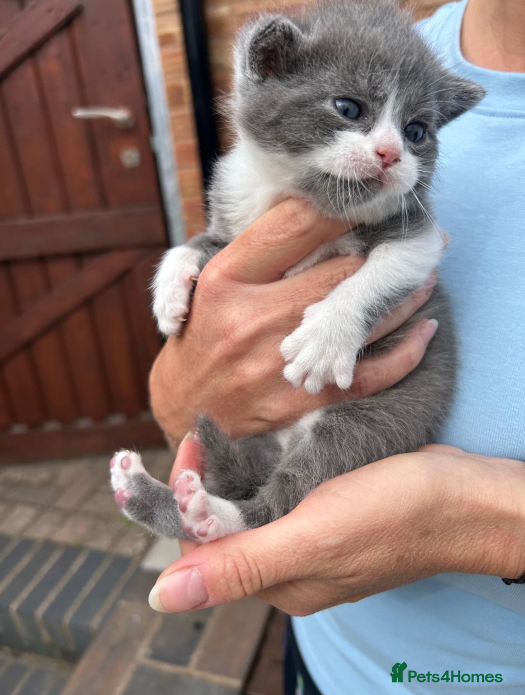 Mixed Breed cats for sale: 3 kittens mixed breed, 2 blue and one blue/white - Image 1