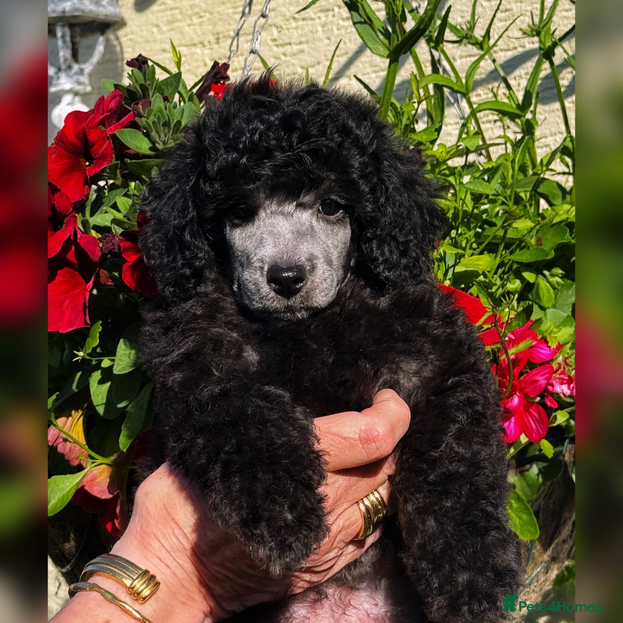 Miniature Poodle dogs One last boy left in this fabulous litter  - Advert 1