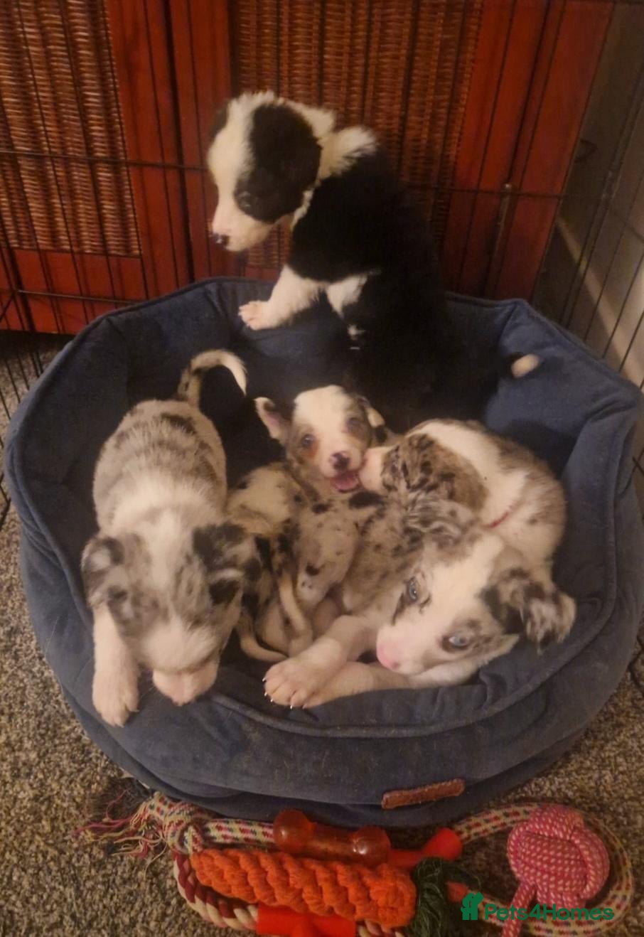 Border Collie dogs for sale: 10 Border Collie pups - Advert 1